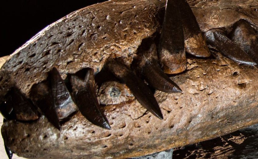 Crânio de réptil marinho pré-histórico é descoberto na Inglaterra