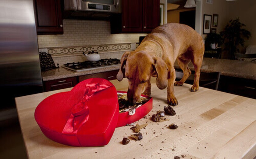 ﻿﻿Chocolate para cachorro: A Páscoa está chegando, saiba o que um pet pode ou não comer