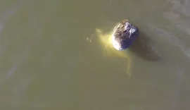 Vídeo: Jacaré salta e abocanha drone de R$ 7 mil em pleno voo