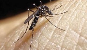 Aedes aegypti: Secretaria de Saúde intensifica ações em bairros com maior infestação