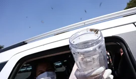 Saúde libera mosquitos estéreis para frear reprodução do Aedes