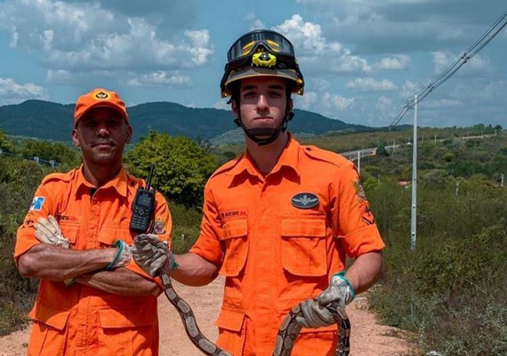 Corpo de Bombeiros registra queda de 23% em ocorrências de captura de animais em Alagoas
