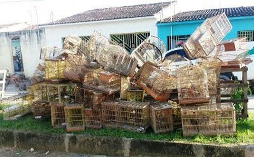 Operação resulta na apreensão de 62 pássaros silvestres na Zona da Mata