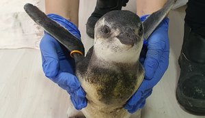Começa temporada 2021 de pinguins na costa das regiões Sul e Sudeste do Brasil