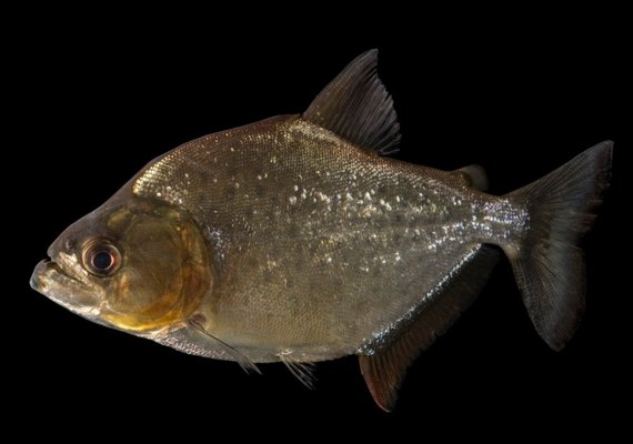Banhista é atacado por peixe carnívoro em Pão de Açúcar