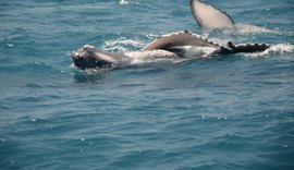 Registro: 20 baleias jubartes são vistas na Praia do Pontal do Peba