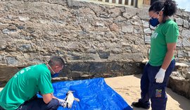 Vídeo: mais um pinguim encalha no litoral de Alagoas em menos de uma semana