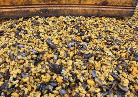 A saúde laboral das marisqueiras da Lagoa Mundaú