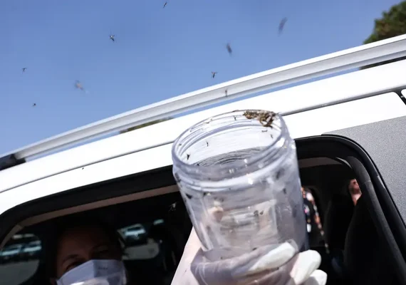 Saúde libera mosquitos estéreis para frear reprodução do Aedes