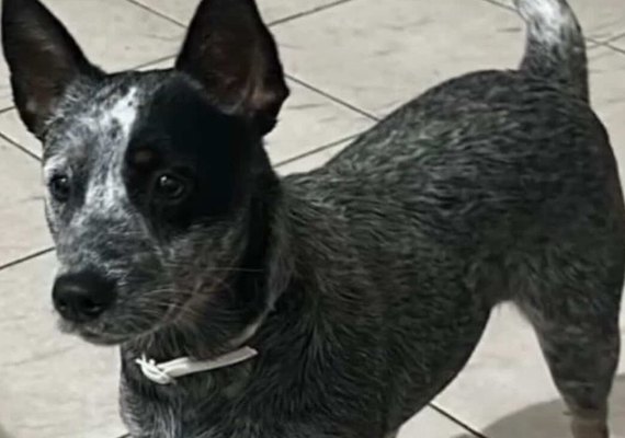 Família oferece recompensa por cadela que desapareceu no Ouro Preto