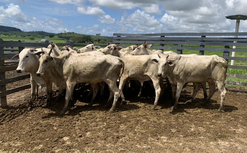 Alagoas conquista status sanitário de zona livre de febre aftosa sem vacinação