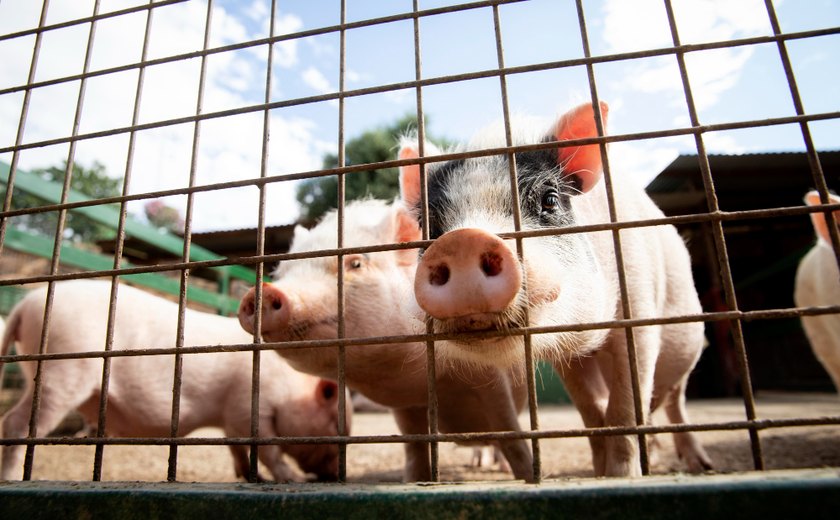 Rebanho suíno tem maior crescimento do país em Alagoas; bovinos avançam 7%