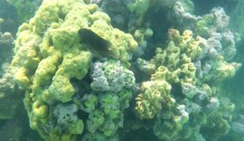 Pesquisa da Ufal monitora branqueamento dos corais na costa alagoana