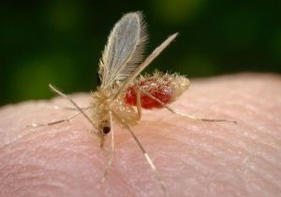 Aumenta registros de leishmaniose em Alagoas