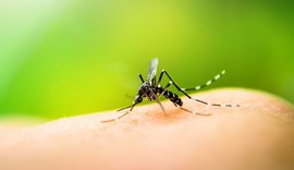 Saúde reforça importância do combate ao mosquito Aedes aegypti