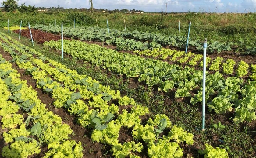 Banco do Nordeste financia R$ 360 milhões para agricultura familiar em Alagoas, no terceiro trimestre