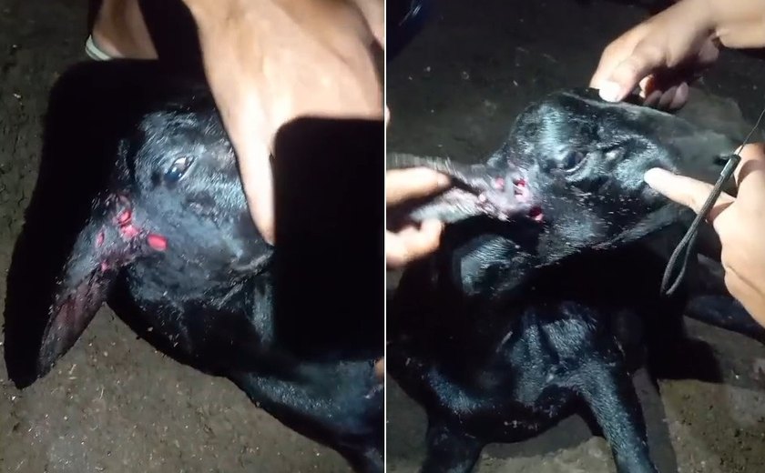 Mais um ataque misterioso a animal no interior de Alagoas