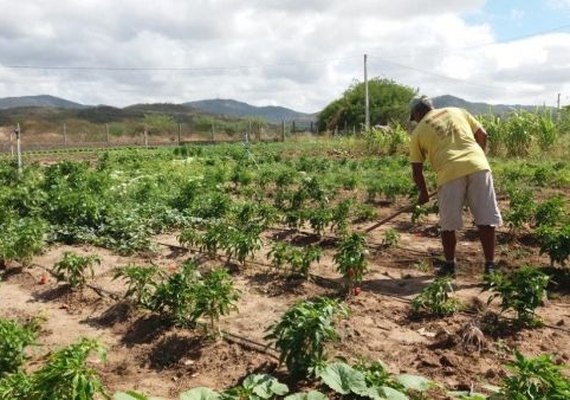 Governo de Alagoas fará distribuição de 1.250 toneladas de sementes
