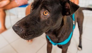 Alagoas tem 15 mil animais domésticos cadastrados no SinPatinhas
