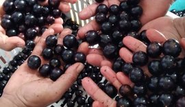 Cooperativa alagoana faz sucesso com produtos derivados da jabuticaba