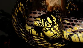 Família leva susto ao encontrar cobra dentro de berço de bebê em SC