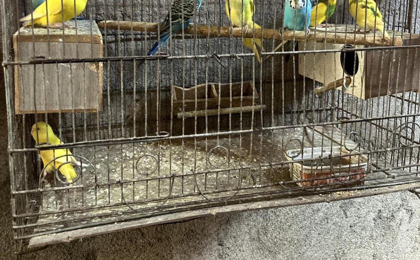 Mais de 120 animais silvestres são resgatados pela PM durante o fim de semana