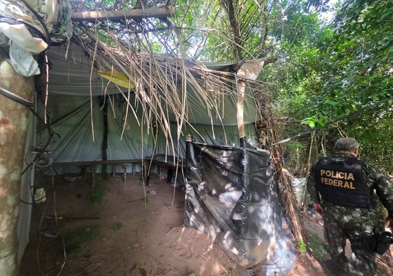 Polícia Federal e PM de Alagoas destroem 2,8 mil pés de maconha