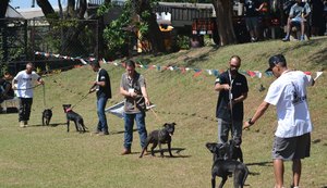 ABRAPIT realizou grande evento de exposição de cães da raça American Pit Bull Terrier em SP
