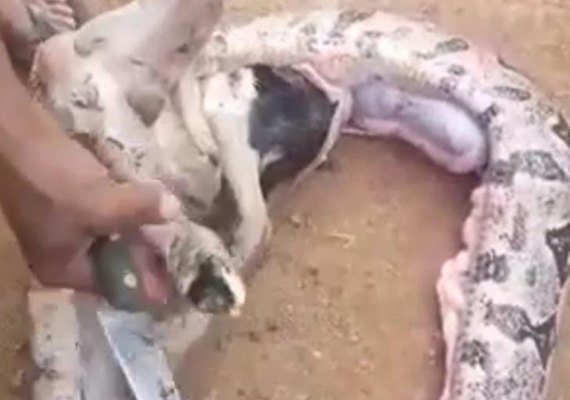 Jiboia gigante engole carneiro e é sacrificada por populares na zona rural de Palmeira dos Índios