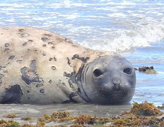 MPF requisita inquérito policial para investigar morte de elefante-marinho em Alagoas