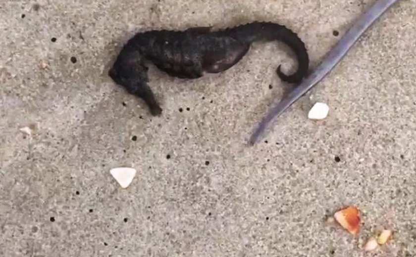 Espécies marinhas são novamente encontradas mortas na Barra Nova