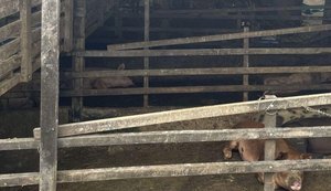 Operação combate o abate clandestino de suínos na parte alta de Maceió