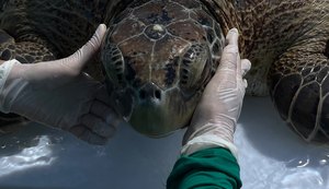 Vídeo: Tartaruga-verde é retirada de curral de pesca em praia de Ipioca