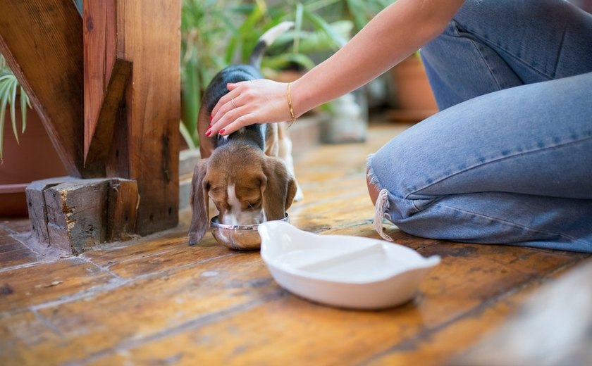 Animais em condomínio: o que pode ou não pode ser proibido