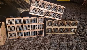 Traficante de aves silvestres é preso com quase 100 animais em ônibus no interior de Alagoas