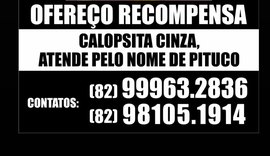 Desespero por Pituco: calopsita desaparece e tutora faz apelo emocionante por ajuda