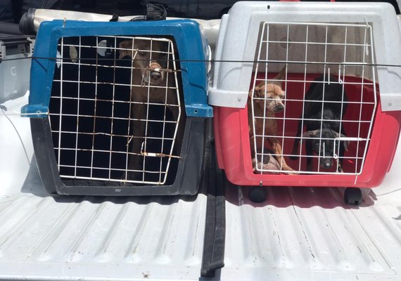 Polícia Civil resgata três cachorros vítimas de maus-tratos em Maceió