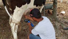 Projeto Mais Leite Saudável atende pequenos produtores de Mar Vermelho e Cajueiro