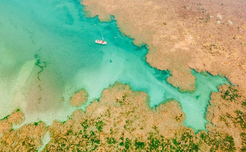 Projeto Corais de Alagoas chega a 500 corais em cultivo no mar do estado