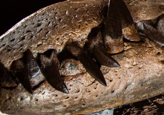 Crânio de réptil marinho pré-histórico é descoberto na Inglaterra