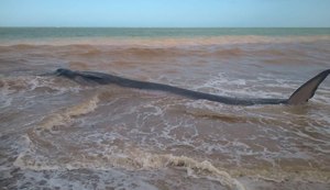 Baleia é encontrada viva na praia do Carro Quebrado