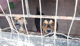 Lei municipal prevê leilão de cães de rua