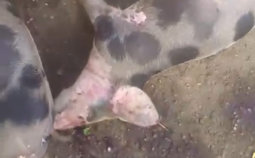 Mistério na morte de porcos em São Brás