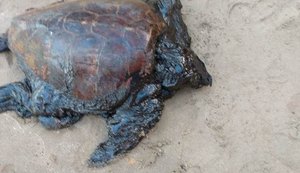 Biota chama atenção para impacto em animais marinhos