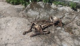 Polícia Civil identifica e indicia autores de descarte irregular de animais mortos em Maceió