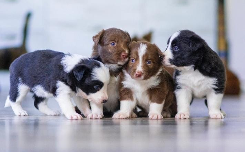 Cães filhotes são alvos fáceis para pulgas, carrapatos e vermes. Prevenção é a melhor estratégia