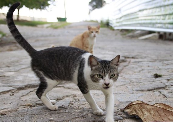 Bairros desocupados: ONG estima 5 mil animais abandonados