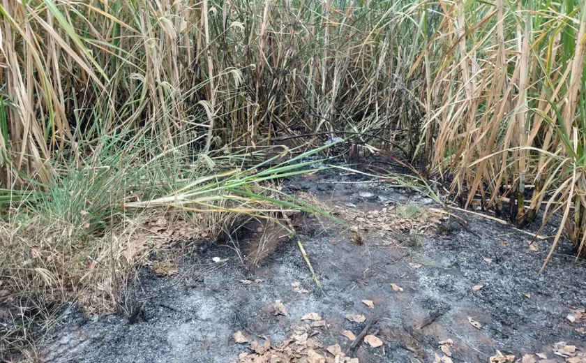 Corpo em avançado estado de decomposição é encontrado em canavial