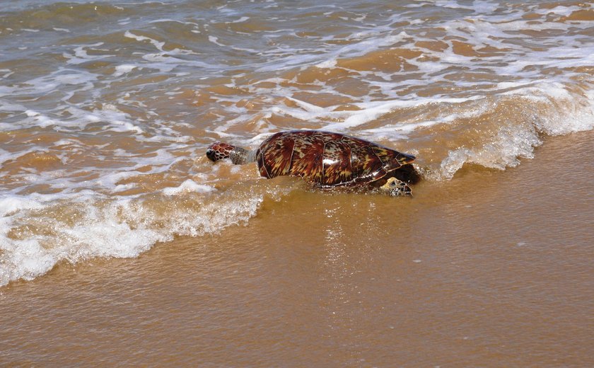 IMA orienta para riscos e regras ao encontrar peixes-boi e tartarugas no litoral de Alagoas
