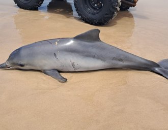 Golfinho é encontrado morto na Praia do Francês